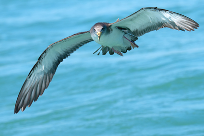 Berta maggiore mediterranea in volo sul mare